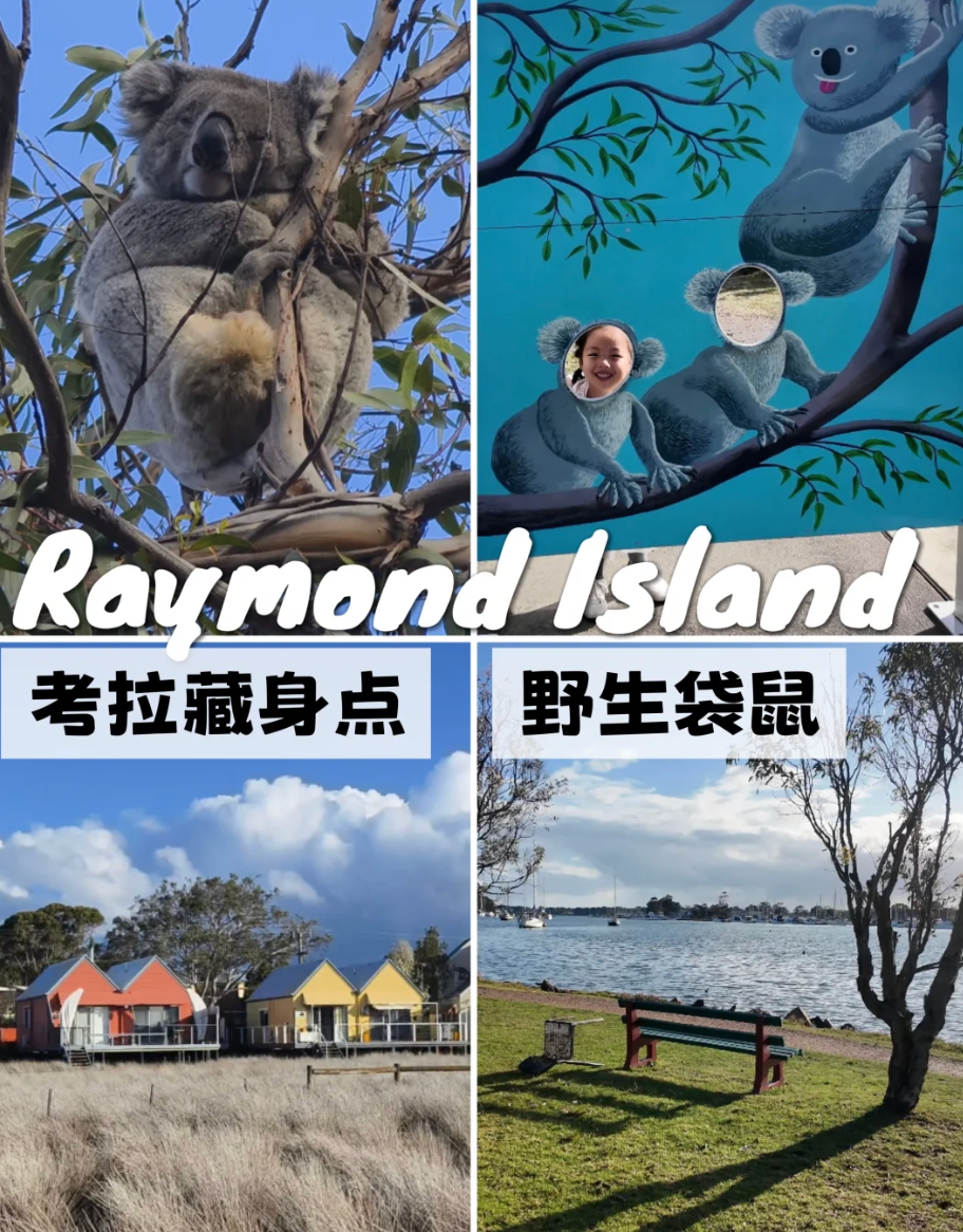 Raymond Island 野生考拉步道 参考图 1