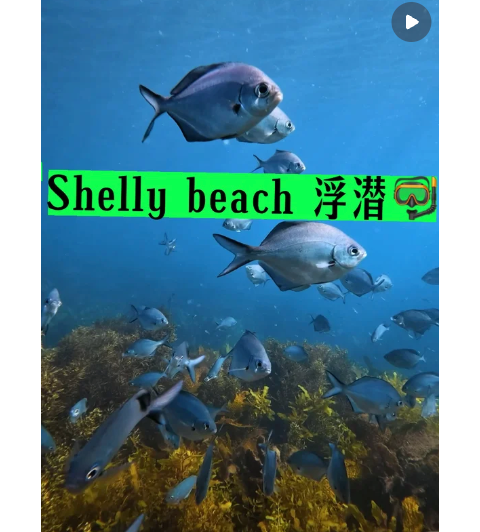 Shelly Beach 参考图 1